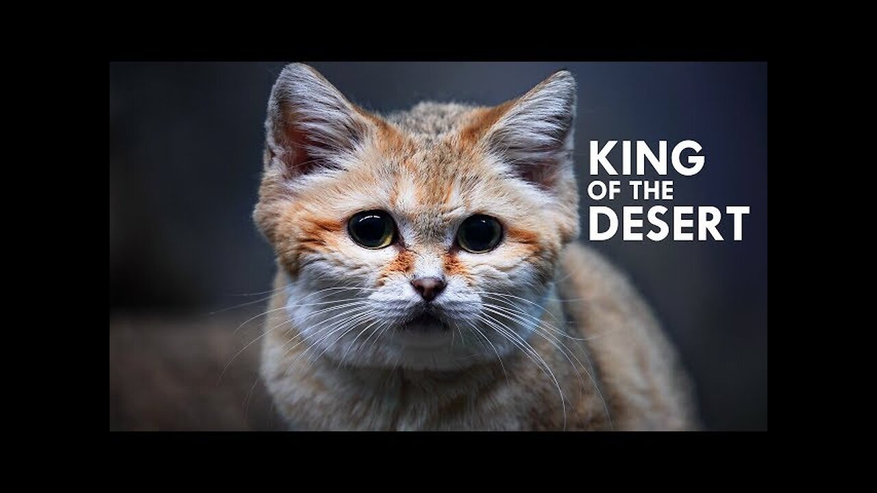 Sand Cat: The King of the Desert