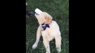 Puppy can't get enough of his coffee