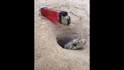 Beautyfull snake in hole
