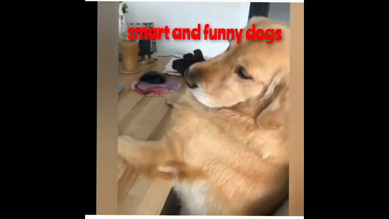 smart and funny dogs