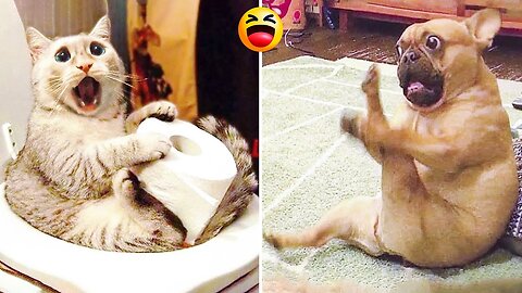 Funny Dog And Cat 😍🐶😻 Funniest Animals