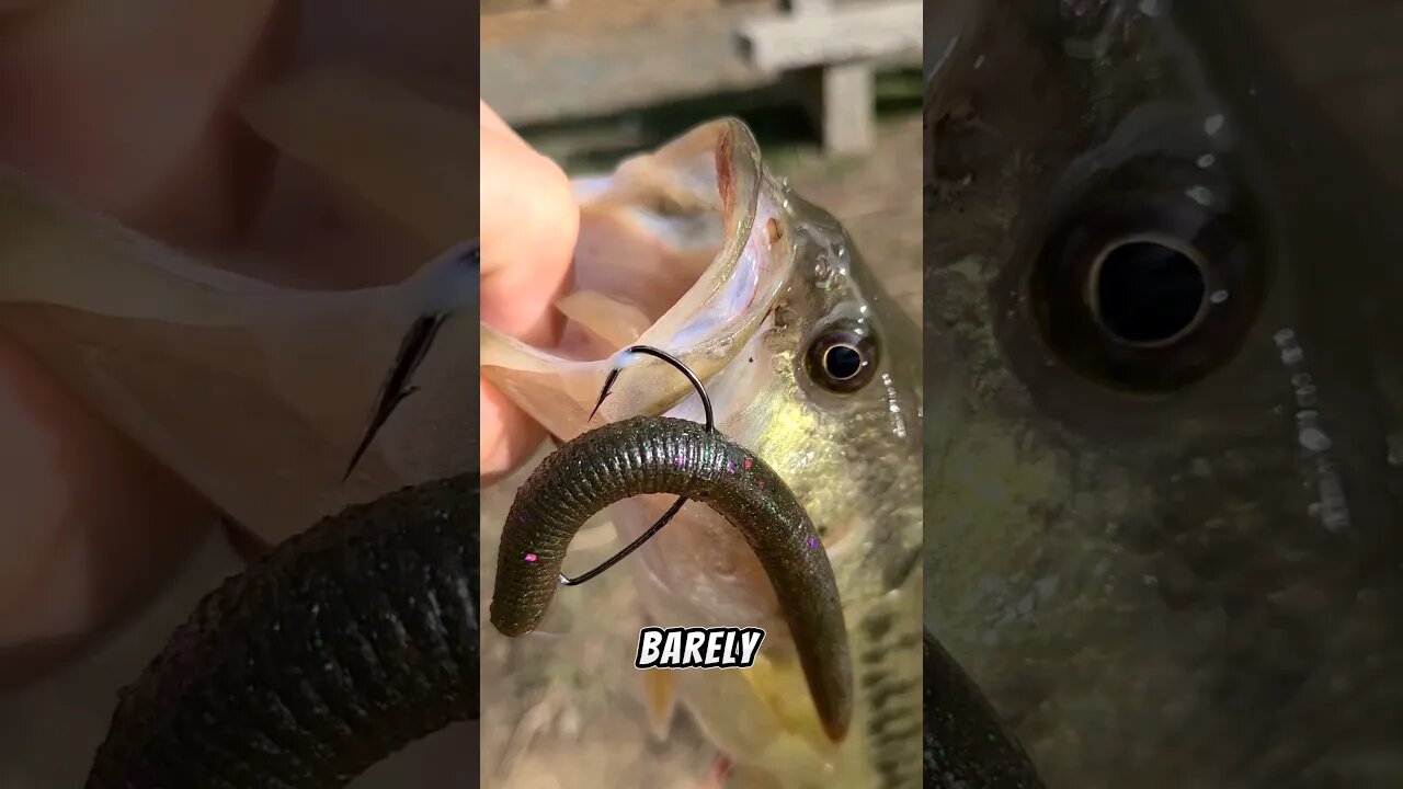 Winter Lunch Bass!? #bassfishing #fishing #shorts