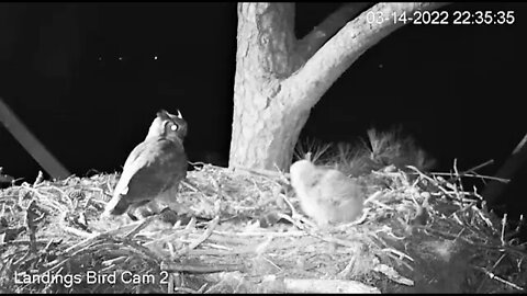 Late Night Rat Snack 🦉 3/14/22 22:35