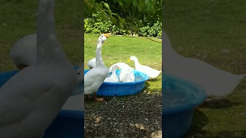 #happy #ducks #cute #farmanimals #farmlife #homesteading #sundayvibes
