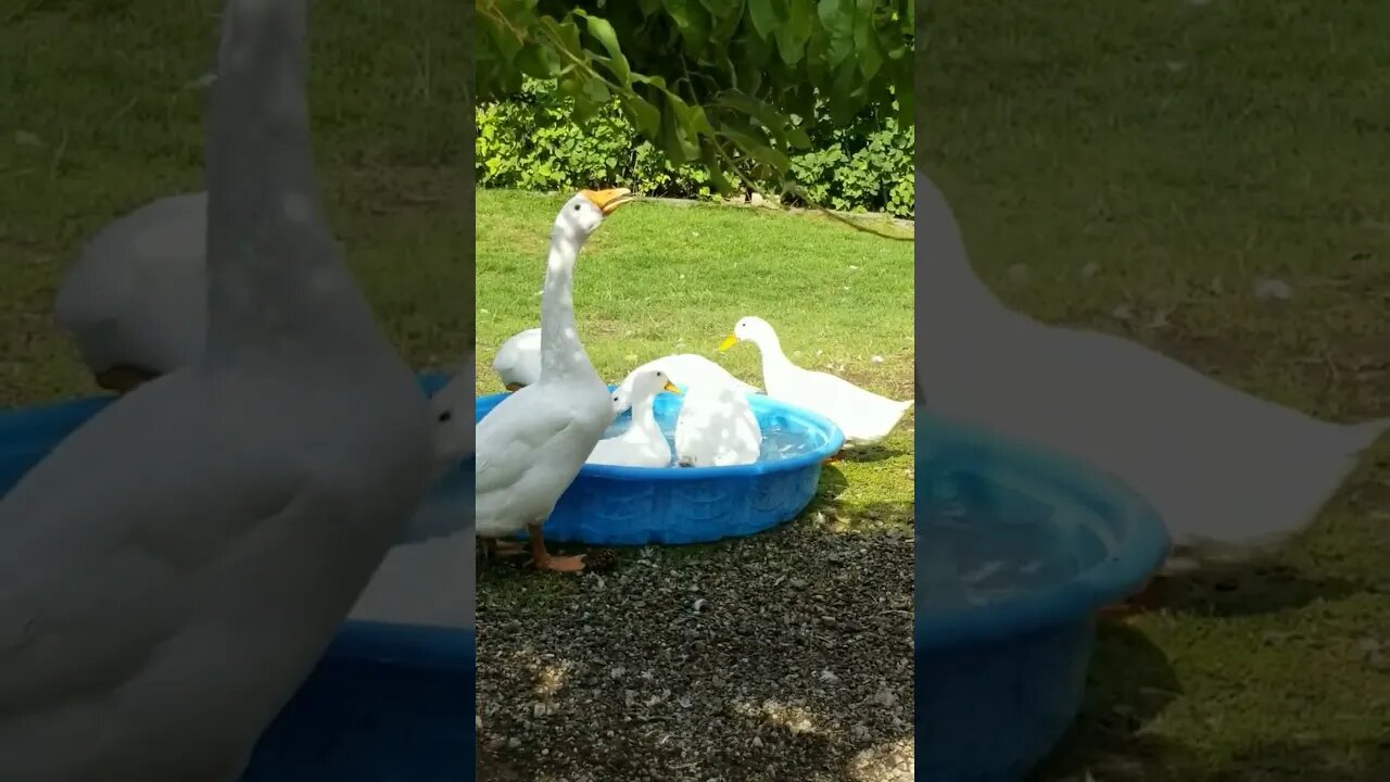 #happy #ducks #cute #farmanimals #farmlife #homesteading #sundayvibes