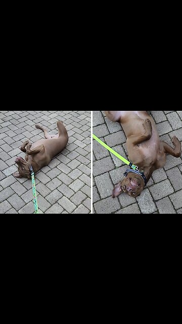 Dog Adorably Refuses To Leave Nona's House