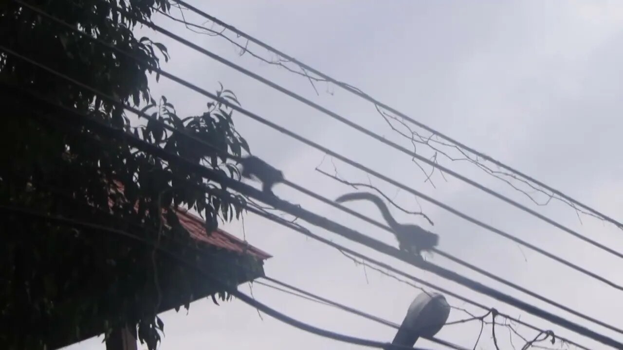 Marmosets in Rio de Janeiro