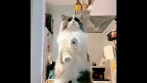 funny cat videos cute cat videos cute animals funny cats #shorts #shortsfunny #cutecat #funnycat