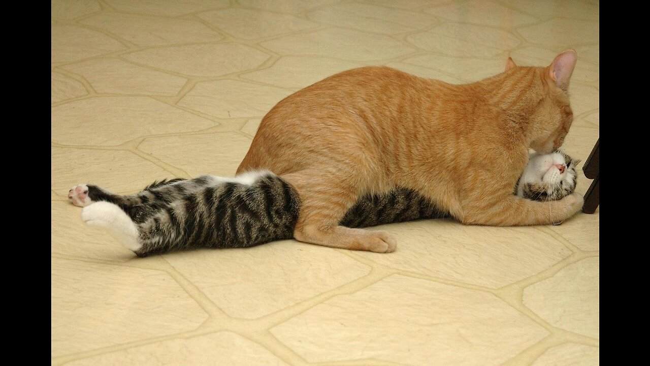 Funny cats. Fun with Cats