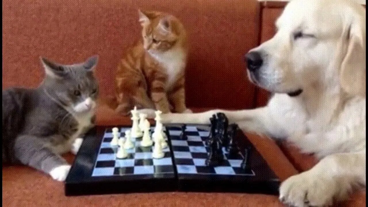 Surprising move from the referee