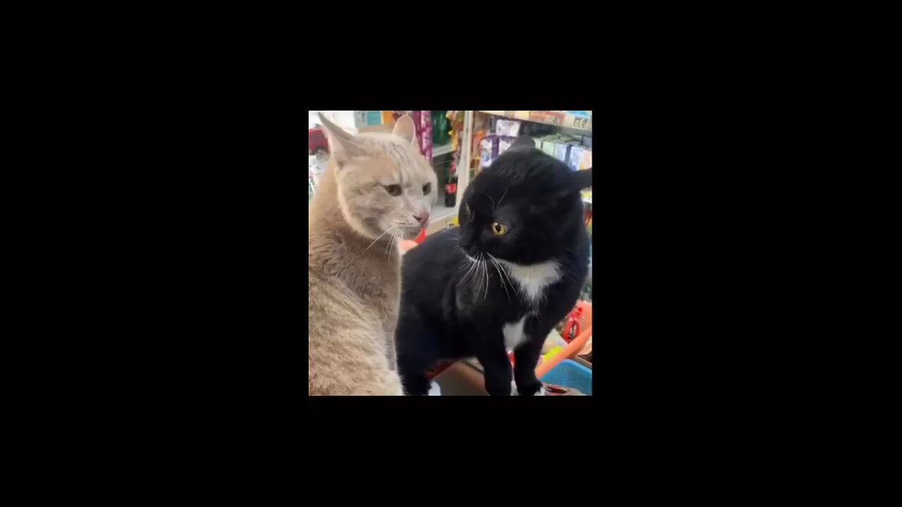 Funny Cats Clip 😺😻😂🤣