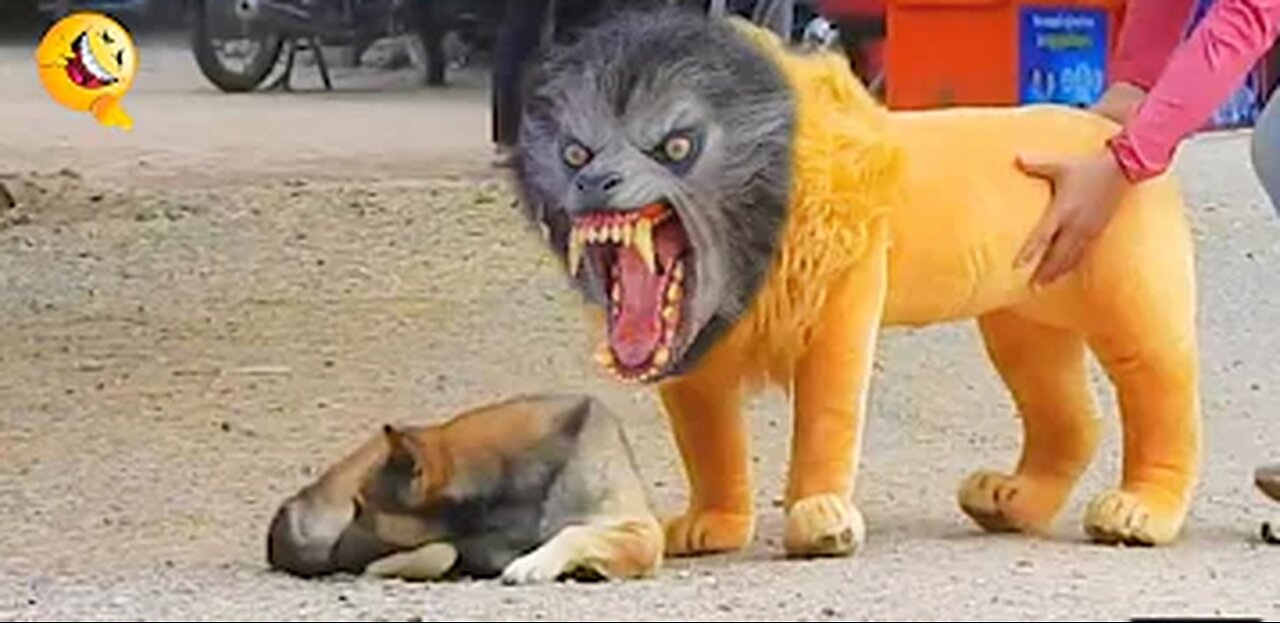 Troll Prank Dog Funny & fake Lion and Fake Tiger Prank To dog & Huge Box Prank to dog