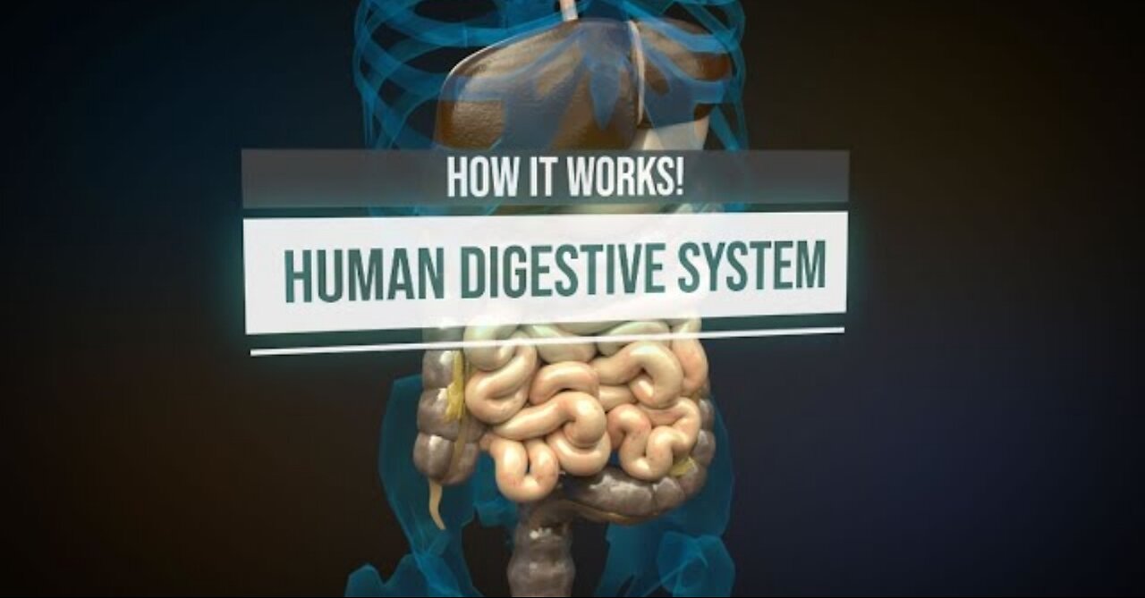 Human digestive system - How it works! (Animation))