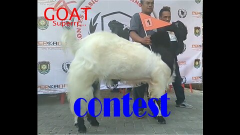 Super Goats Contest