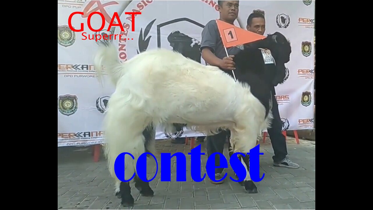 Super Goats Contest