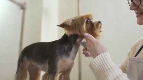 Groomer makes hairstyle for yorkshire terrier in salon