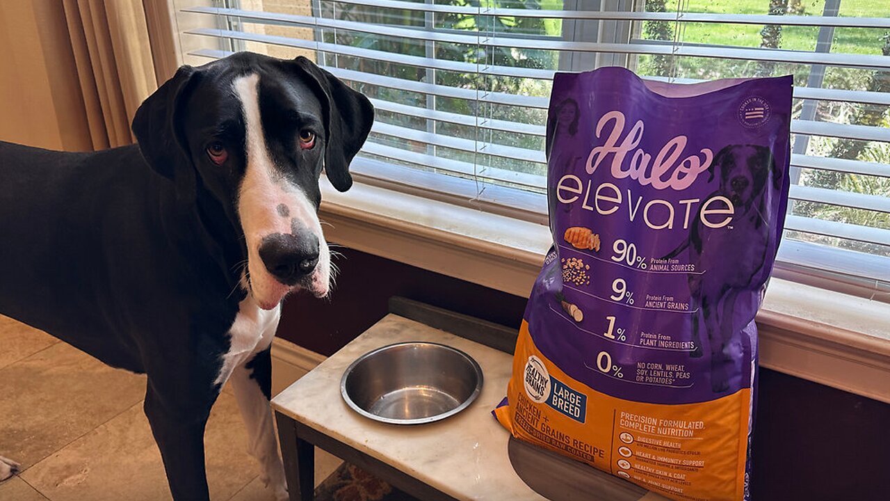 Great Dane Enjoys Breakfast With Brother On The Dog Food Bag