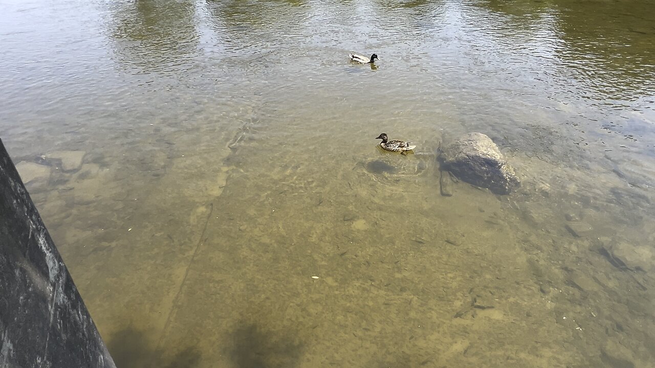 Minnows and Ducks