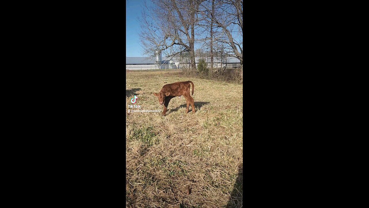 Newborn baby bull calf.