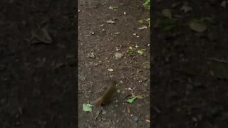 Sneaking up on a cute squirrel