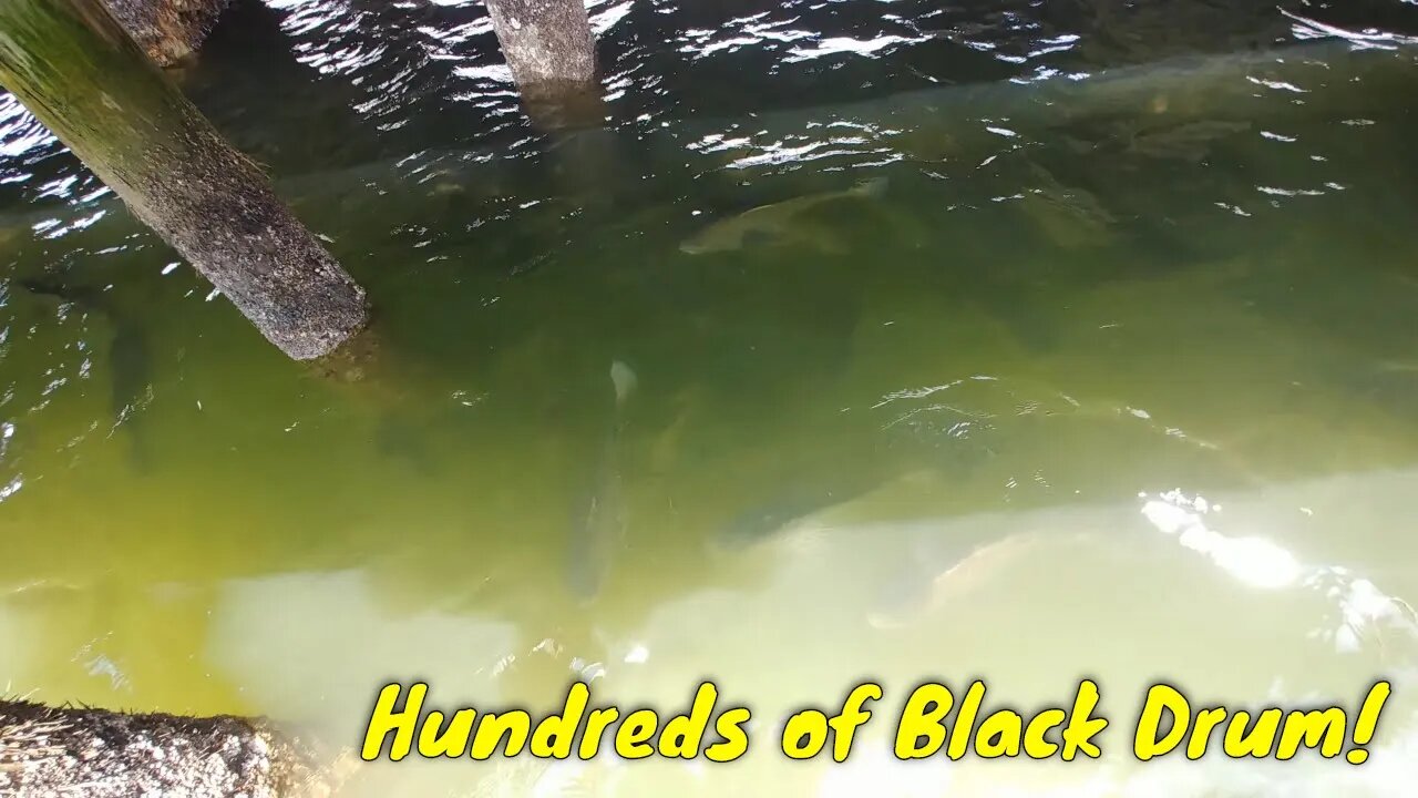 Huge school of Black Drum and Spadefish under Tampa Bay docks.