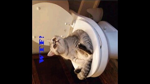 Funny Dog And Cat 🐱🐶 Funniest Animals