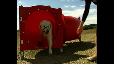 Doggie Exercise Center