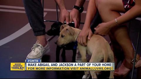 Rescues in Action: Make Jackson and Abigail welcome additions to your home