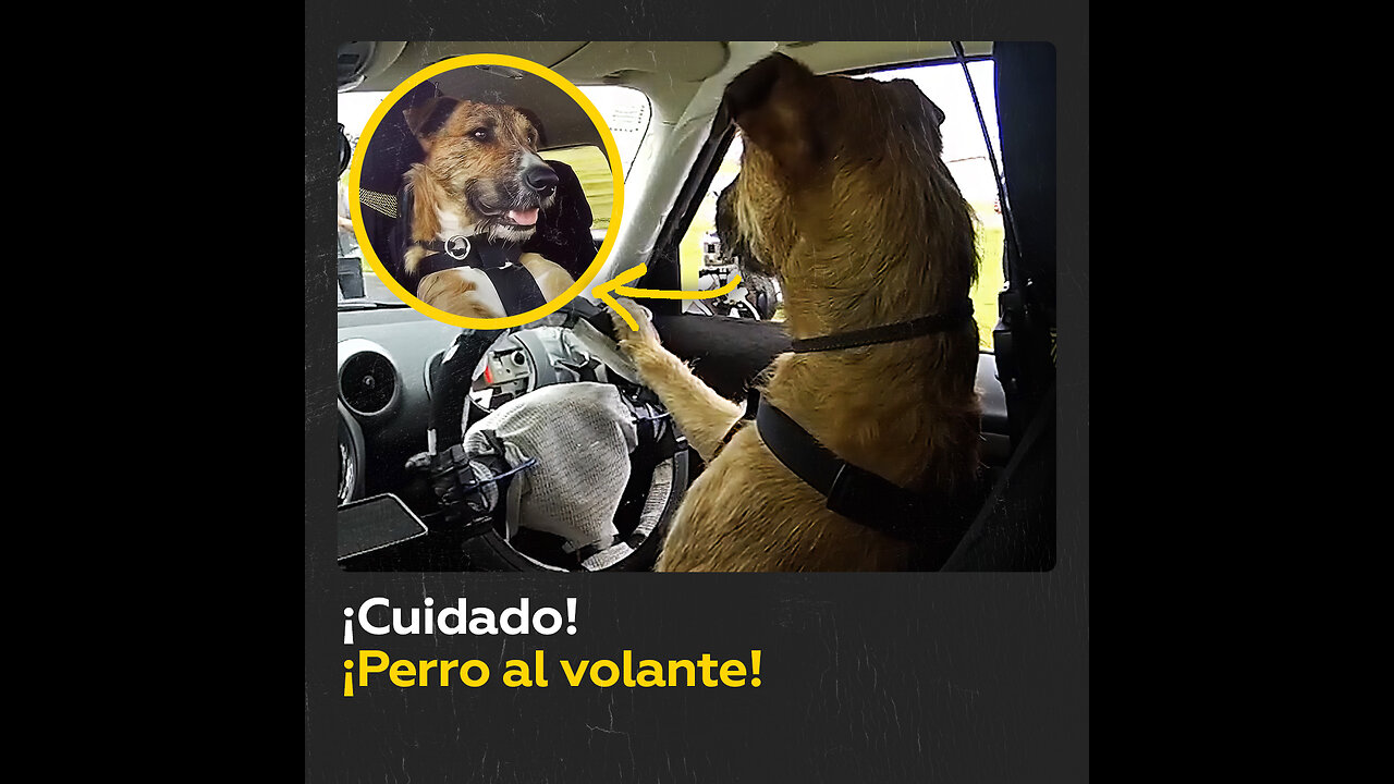 Perros aprenden a conducir en Nueva Zelanda