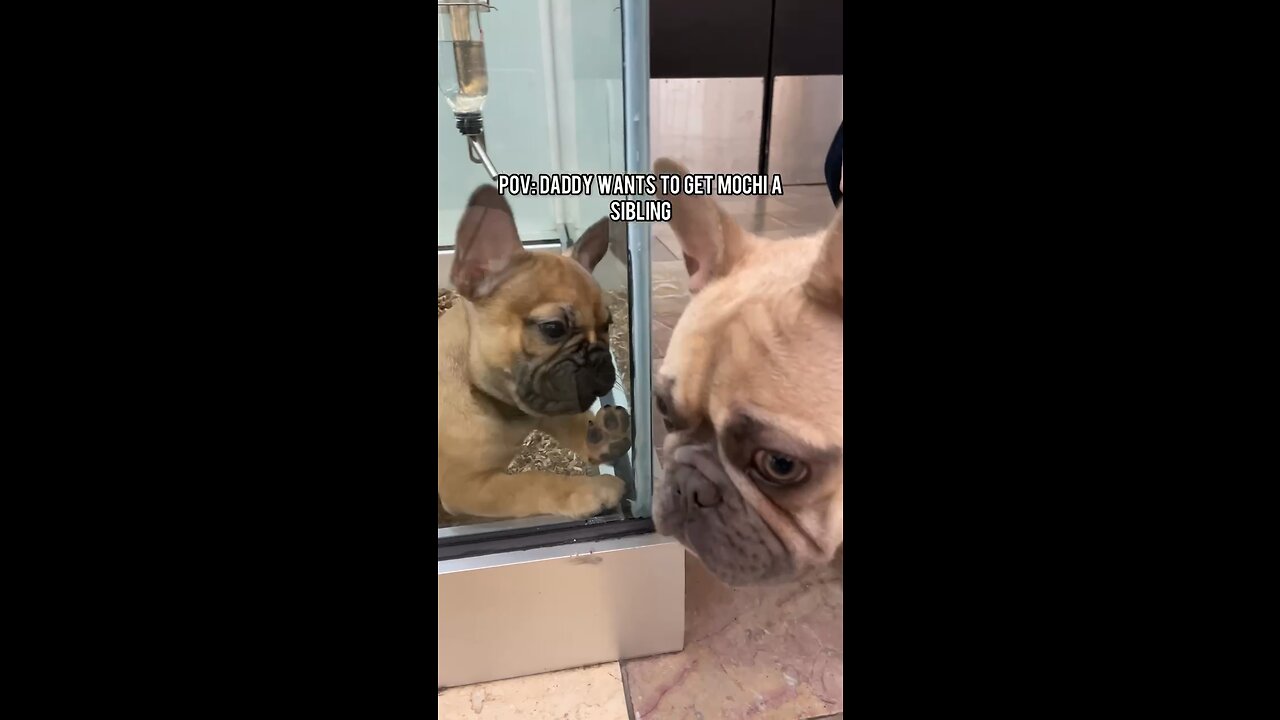 Seeing Another Dog For Sale is Sad | Mochi The French Bulldog