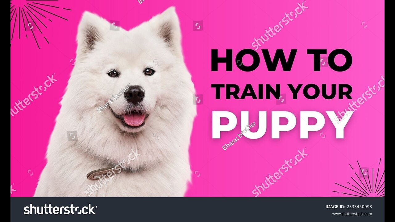 3 Easy Things to Teach your NEW PUPPY!