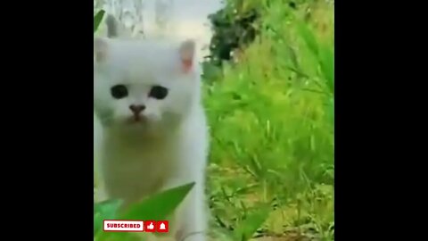 cute cat videos 😹 funny videos 😂1686