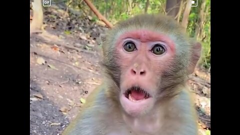 Monkey Angry - The Funny Video 🤣😲 OMG
