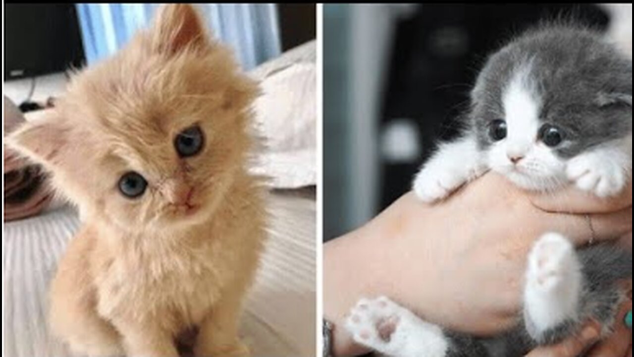 Having a bad day? These adorable kittens will make you smile