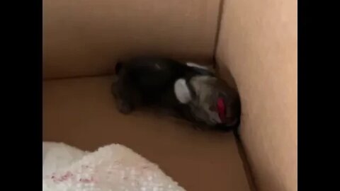 Baby bunny rescue. Please see description for info.