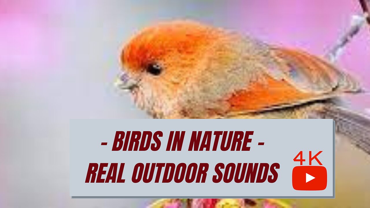 4K - Birds in Nature - Real Sounds