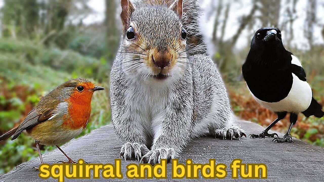 Videos for Cats to Watch - Birds and Squirrel Fun