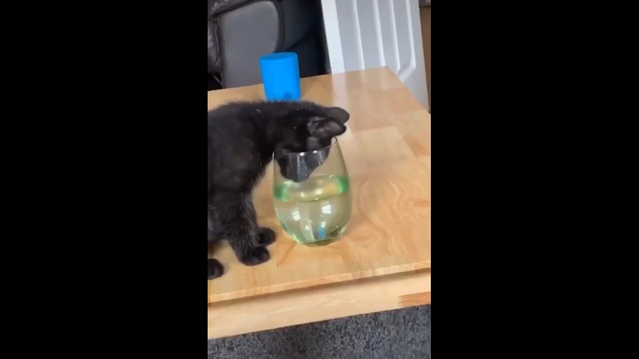 Cute Baby Cat