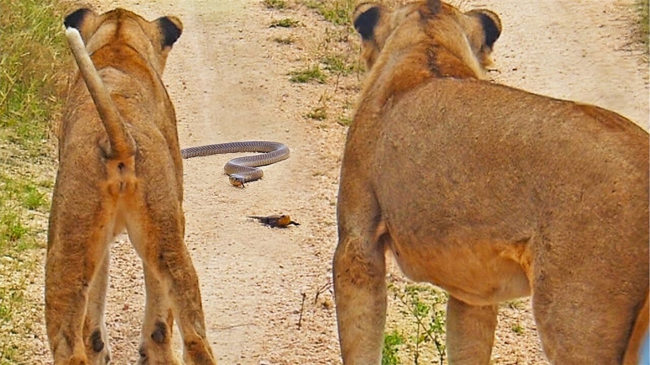 Lizard Manages to Fend Off Lions and Cobra