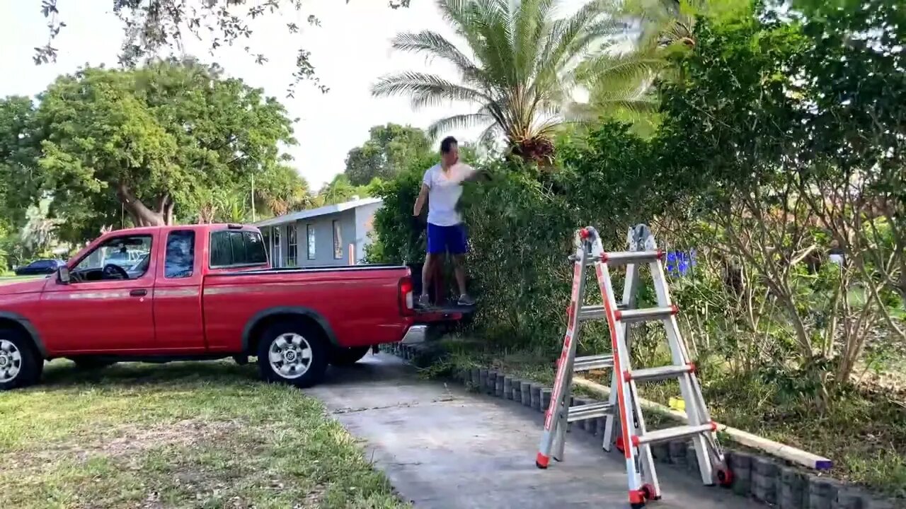 Robellini palm removal