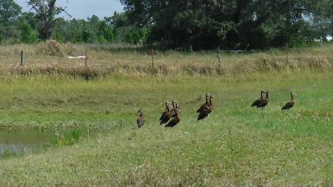 Wildlife watch
