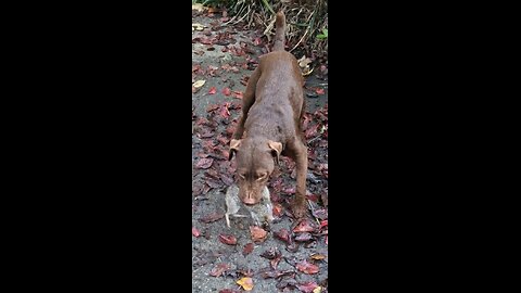 Giant Rat vs patterdale terrier