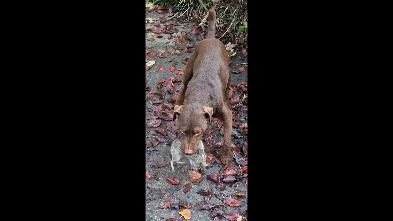 Giant Rat vs patterdale terrier