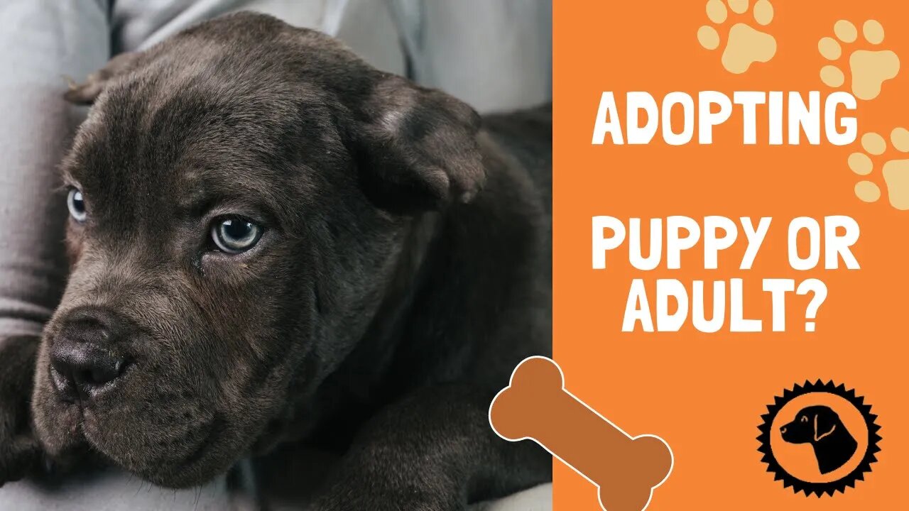 Adopting a Dog | Adopt a ADULT or a PUPPY? | Which is Best for You? | DOG BLOG 🐶 #BrooklynsCorner