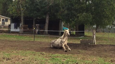 Rolling in the mud day 2 or 3? - 19/6/2019