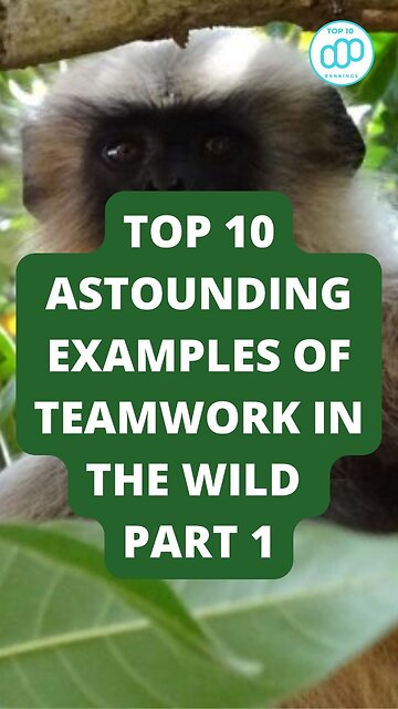 Top 10 Astounding Examples of Teamwork in the Wild Part 1