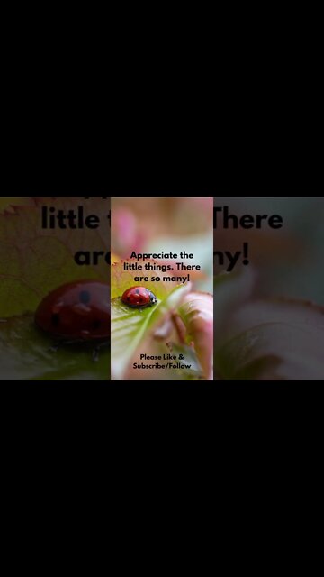 Appreciate the Little Things