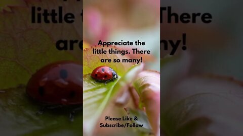 Appreciate the Little Things