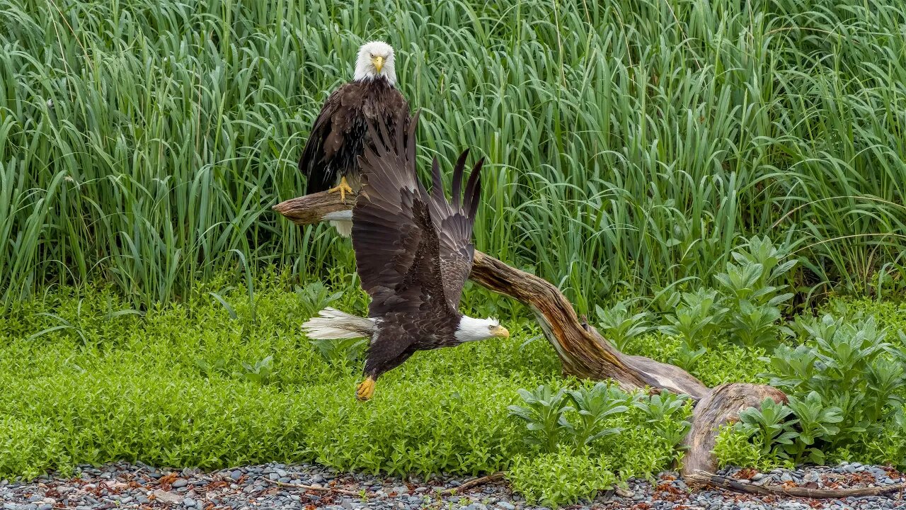 Bald Eagle Flyby, Sony A1/Sony Alpha 1, 4k