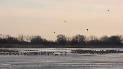 Sandhill Cranes